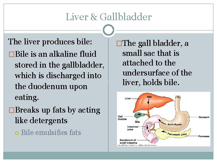 Liver & Gallbladder The liver produces bile: �Bile is an alkaline fluid stored in