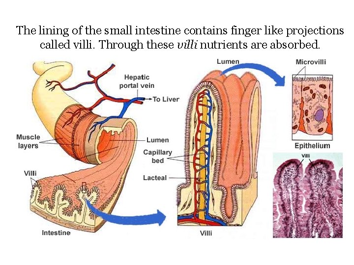 The lining of the small intestine contains finger like projections called villi. Through these