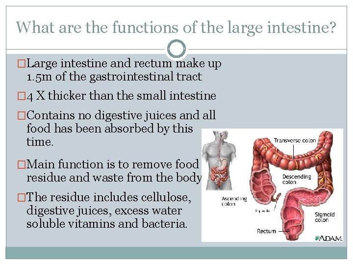 What are the functions of the large intestine? �Large intestine and rectum make up