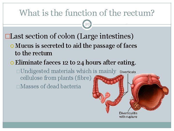 What is the function of the rectum? 20 �Last section of colon (Large intestines)