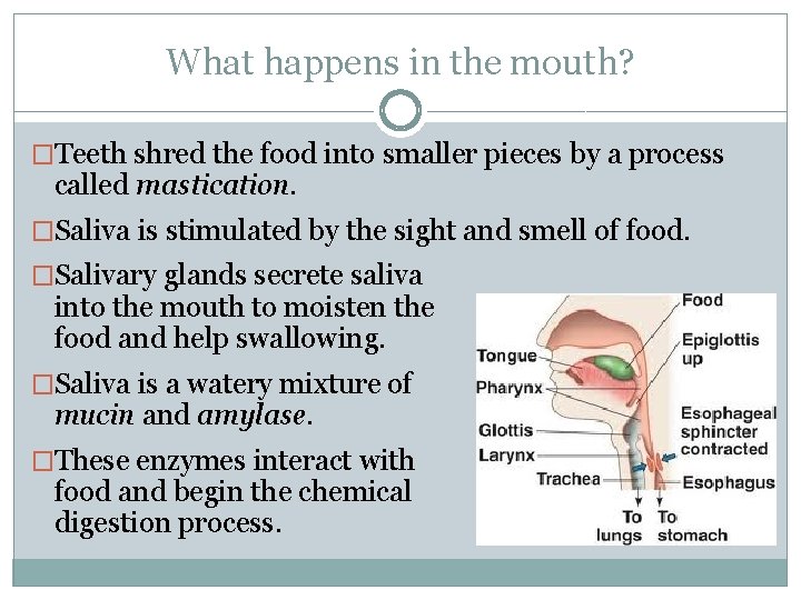 What happens in the mouth? �Teeth shred the food into smaller pieces by a