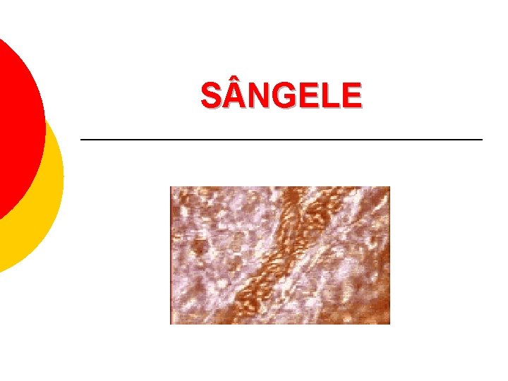 S NGELE 