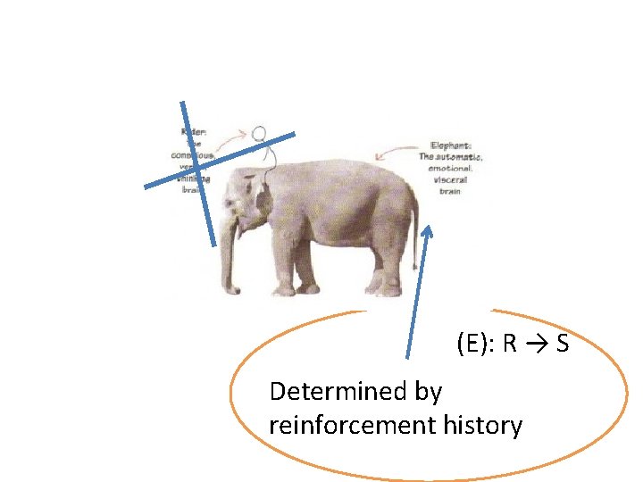 (E): R → S Determined by reinforcement history 