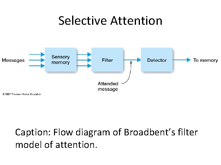 Selective Attention Caption: Flow diagram of Broadbent’s filter model of attention. 