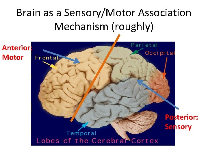 Brain as a Sensory/Motor Association Mechanism (roughly) Anterior: Motor Posterior: Sensory 