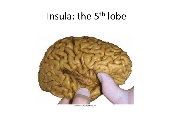 Insula: the 5 th lobe 