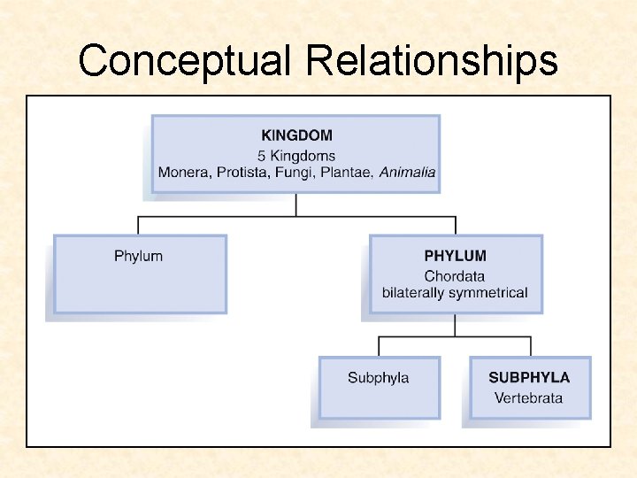 Conceptual Relationships 