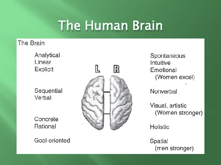 The Human Brain 