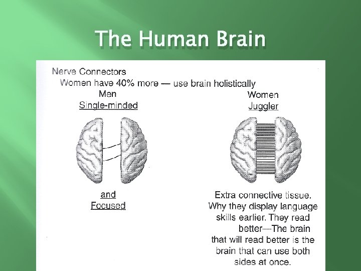 The Human Brain 