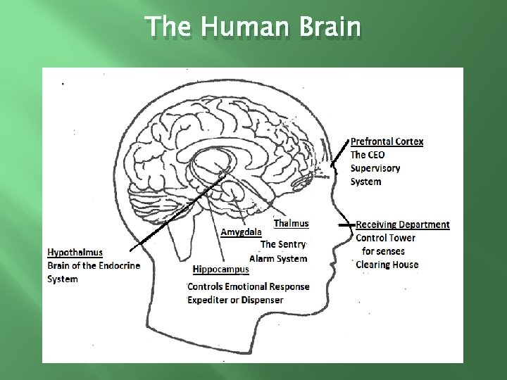 The Human Brain 