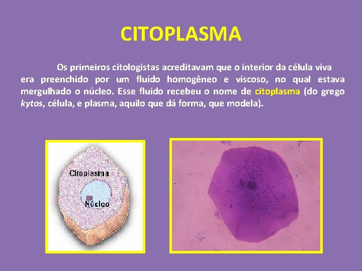 CITOPLASMA Os primeiros citologistas acreditavam que o interior da célula viva era preenchido por