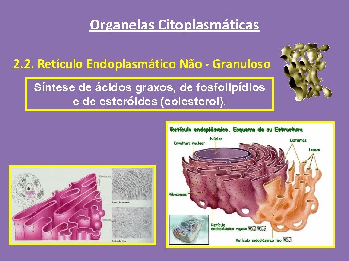 Organelas Citoplasmáticas 2. 2. Retículo Endoplasmático Não - Granuloso Síntese de ácidos graxos, de