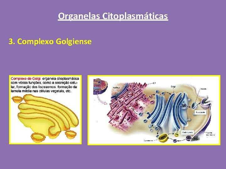 Organelas Citoplasmáticas 3. Complexo Golgiense 