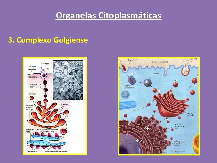 Organelas Citoplasmáticas 3. Complexo Golgiense 
