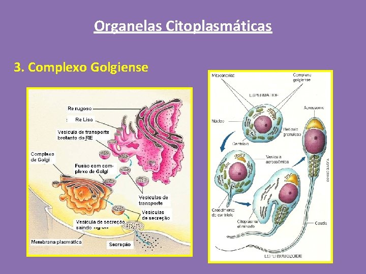 Organelas Citoplasmáticas 3. Complexo Golgiense 