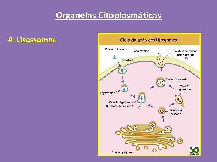 Organelas Citoplasmáticas 4. Lisossomos 