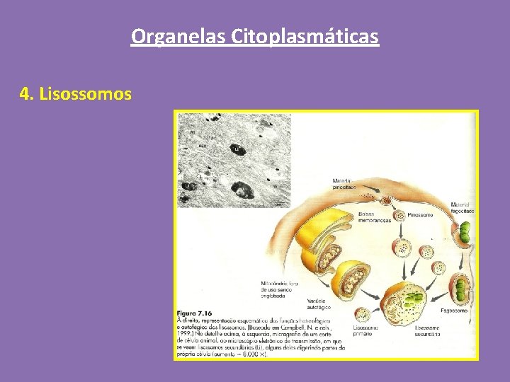 Organelas Citoplasmáticas 4. Lisossomos 