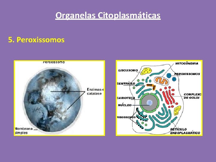 Organelas Citoplasmáticas 5. Peroxissomos 