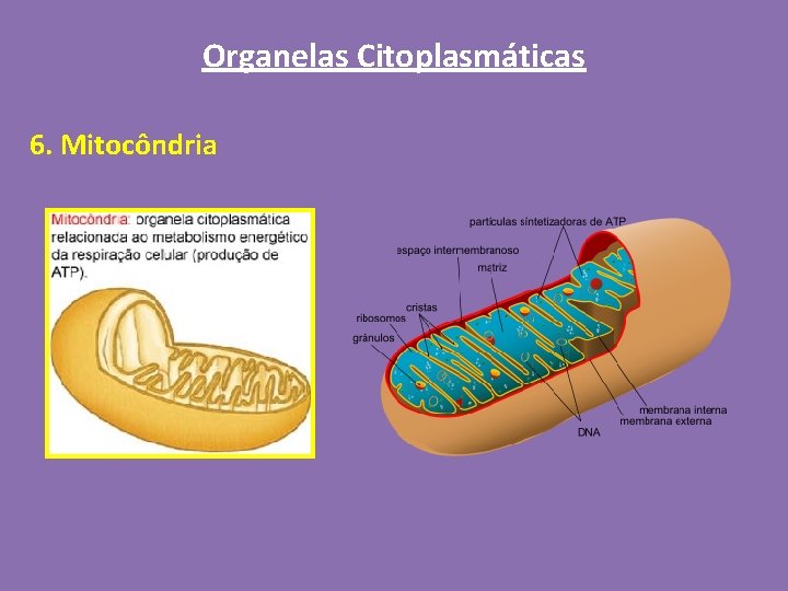 Organelas Citoplasmáticas 6. Mitocôndria 