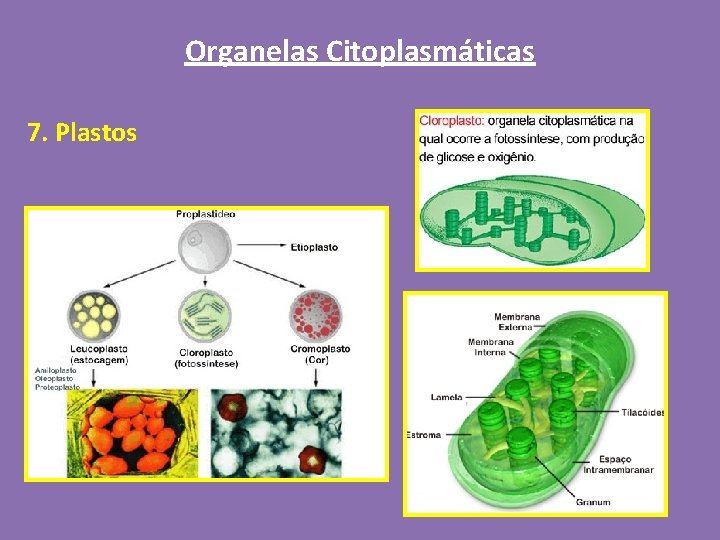 Organelas Citoplasmáticas 7. Plastos 