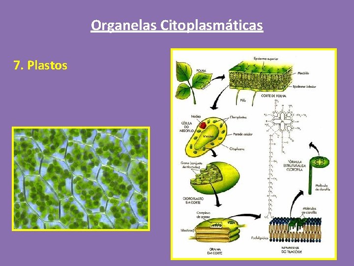 Organelas Citoplasmáticas 7. Plastos 