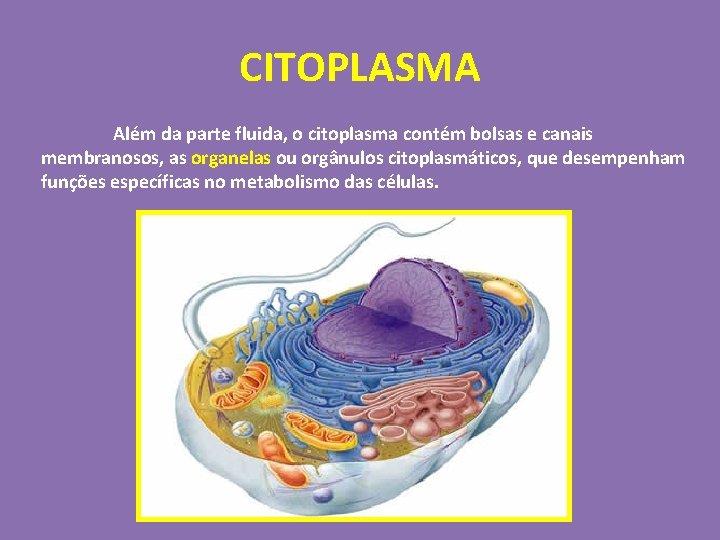 CITOPLASMA Além da parte fluida, o citoplasma contém bolsas e canais membranosos, as organelas