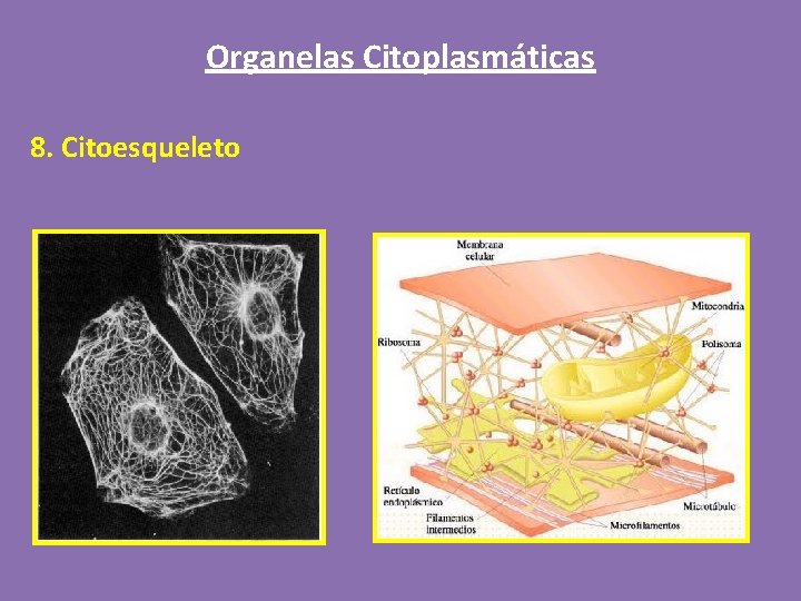 Organelas Citoplasmáticas 8. Citoesqueleto 