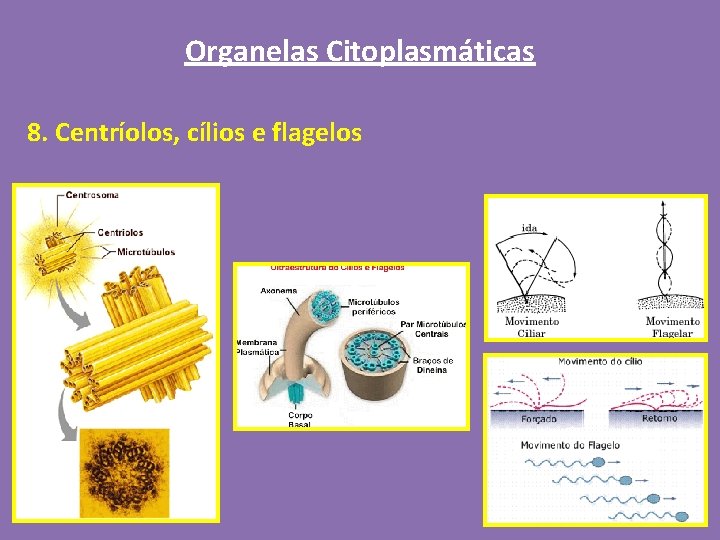 Organelas Citoplasmáticas 8. Centríolos, cílios e flagelos 