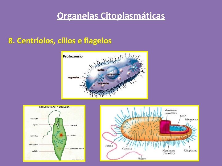 Organelas Citoplasmáticas 8. Centríolos, cílios e flagelos 