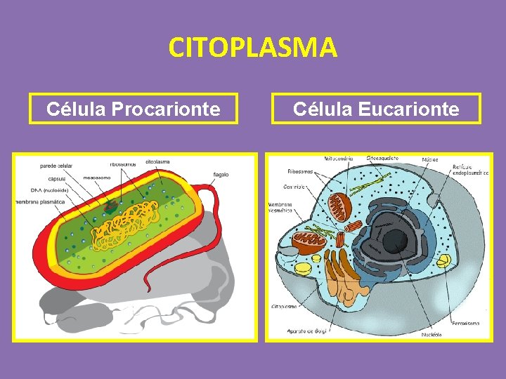 CITOPLASMA Célula Procarionte Célula Eucarionte 