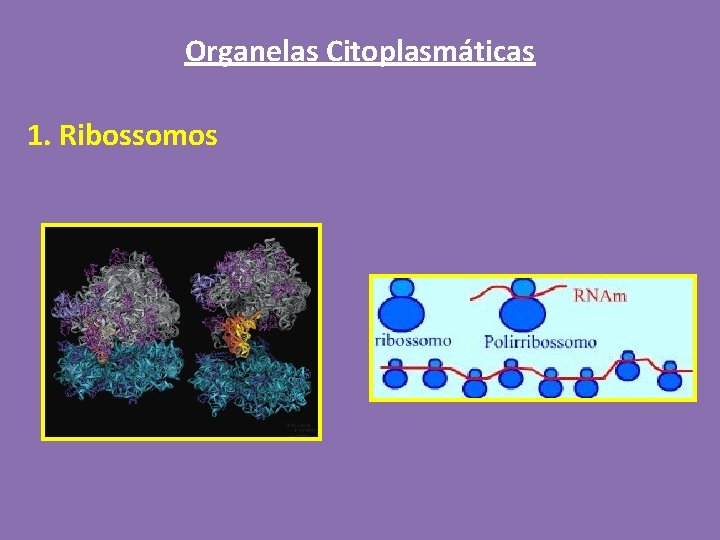 Organelas Citoplasmáticas 1. Ribossomos 