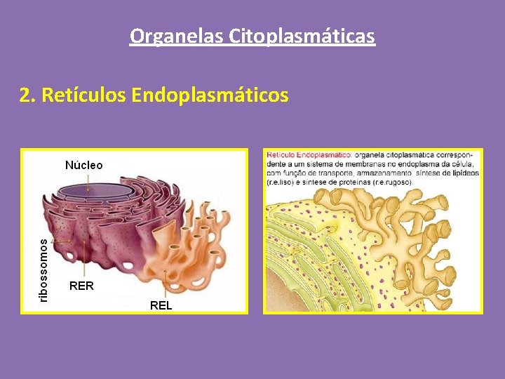 Organelas Citoplasmáticas 2. Retículos Endoplasmáticos 