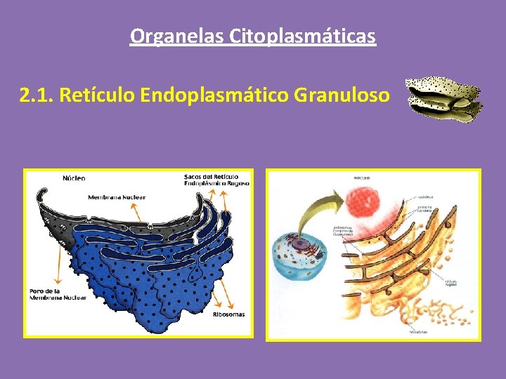 Organelas Citoplasmáticas 2. 1. Retículo Endoplasmático Granuloso 