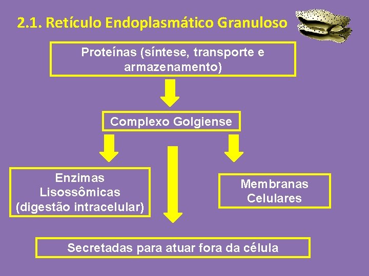 2. 1. Retículo Endoplasmático Granuloso Proteínas (síntese, transporte e armazenamento) Complexo Golgiense Enzimas Lisossômicas