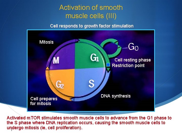 Activation of smooth muscle cells (III) Cell responds to growth factor stimulation Mitosis Cell