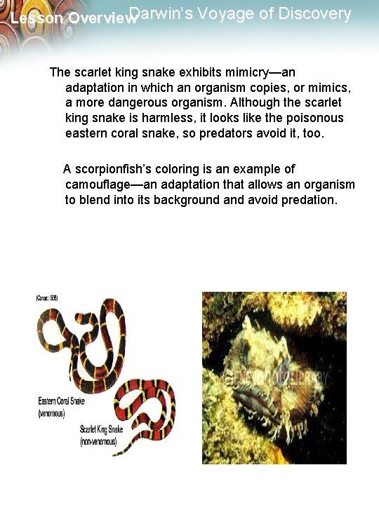 Darwin’s Voyage of Discovery Lesson Overview The scarlet king snake exhibits mimicry—an adaptation in