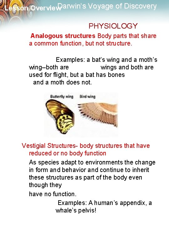 Darwin’s Voyage of Discovery Lesson Overview PHYSIOLOGY Analogous structures Body parts that share a