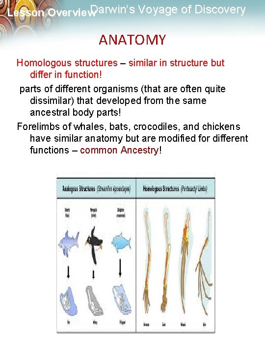 Darwin’s Voyage of Discovery Lesson Overview ANATOMY Homologous structures – similar in structure but