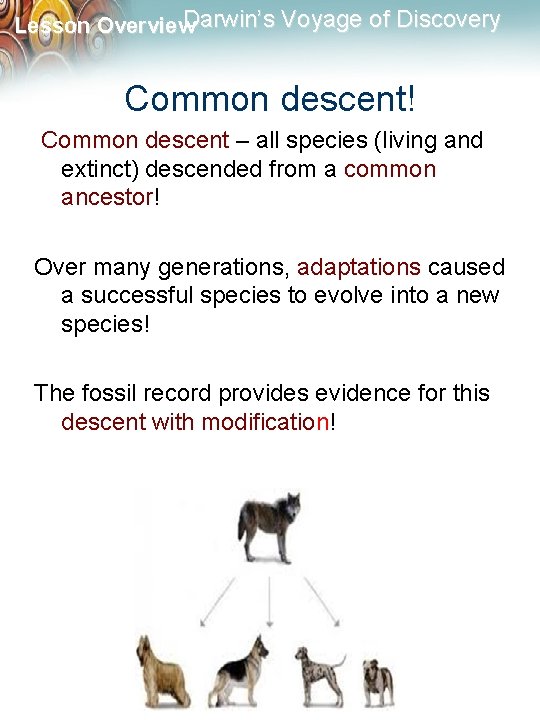 Darwin’s Voyage of Discovery Lesson Overview Common descent! Common descent – all species (living