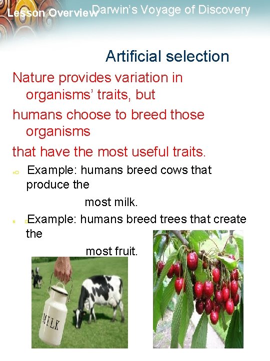 Darwin’s Voyage of Discovery Lesson Overview Artificial selection Nature provides variation in organisms’ traits,