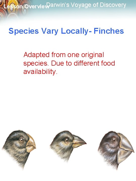 Darwin’s Voyage of Discovery Lesson Overview Species Vary Locally- Finches Adapted from one original