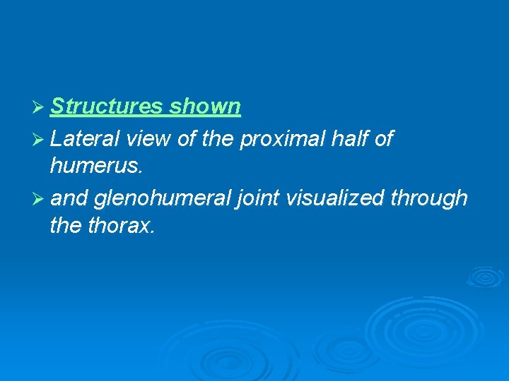 Ø Structures shown Ø Lateral view of the proximal half of humerus. Ø and