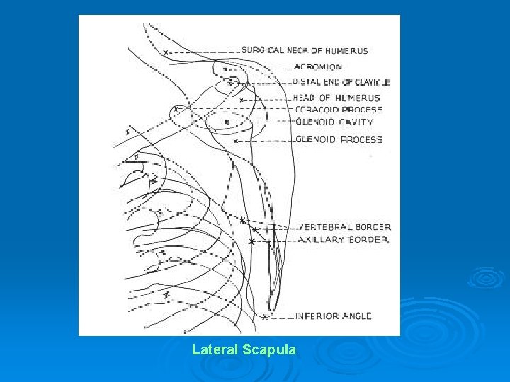 Lateral Scapula 