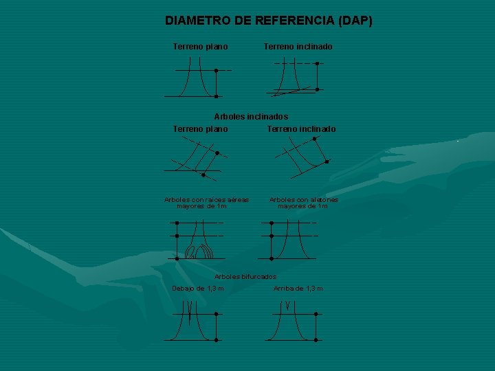 DIAMETRO DE REFERENCIA (DAP) Terreno plano Terreno inclinado Arboles inclinados Terreno plano Terreno inclinado
