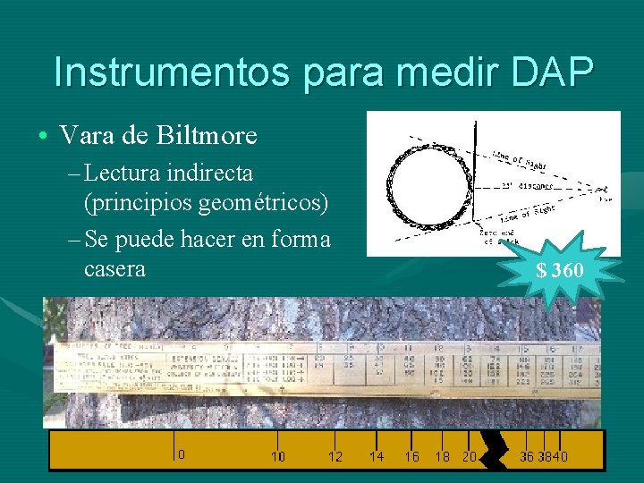 Instrumentos para medir DAP • Vara de Biltmore – Lectura indirecta (principios geométricos) –