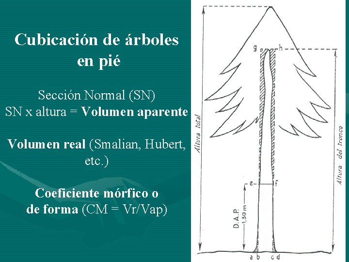 Cubicación de árboles en pié Sección Normal (SN) SN x altura = Volumen aparente