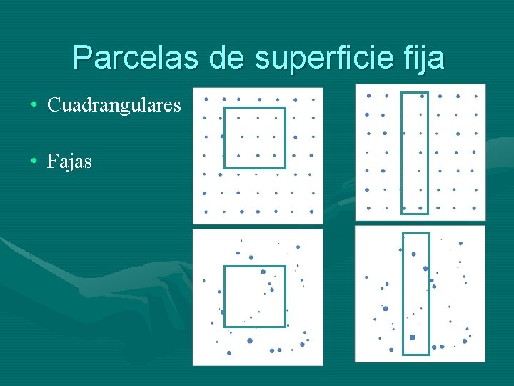 Parcelas de superficie fija • Cuadrangulares • Fajas 