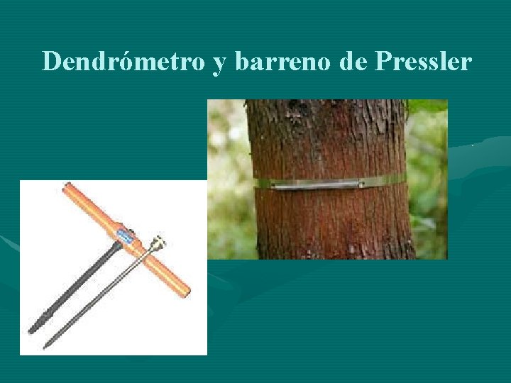 Dendrómetro y barreno de Pressler 