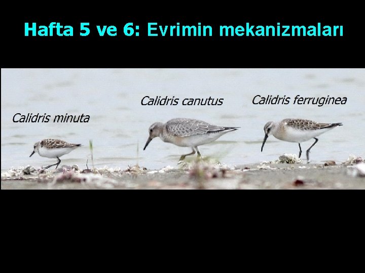 Hafta 5 ve 6: Evrimin mekanizmaları 