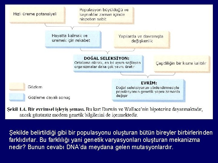 Şekilde belirtildiği gibi bir populasyonu oluşturan bütün bireyler birbirlerinden farklıdırlar. Bu farklılığı yani genetik